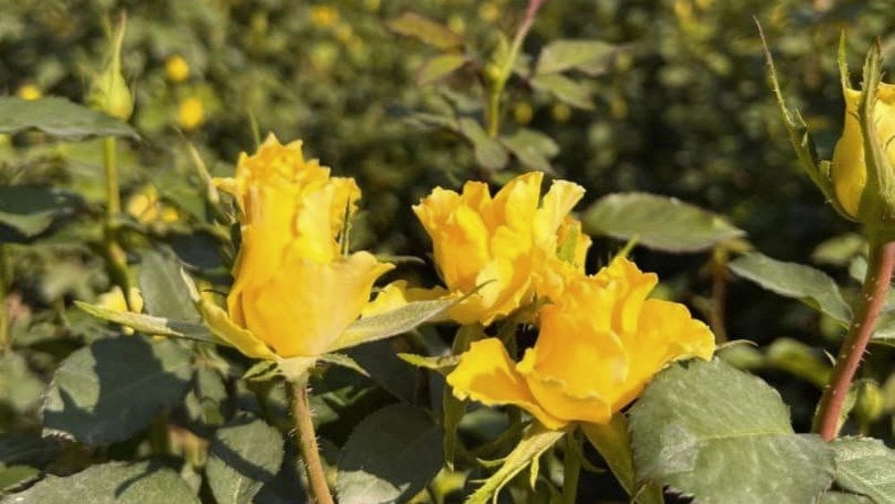Buy quality Dutch roses in Dezful