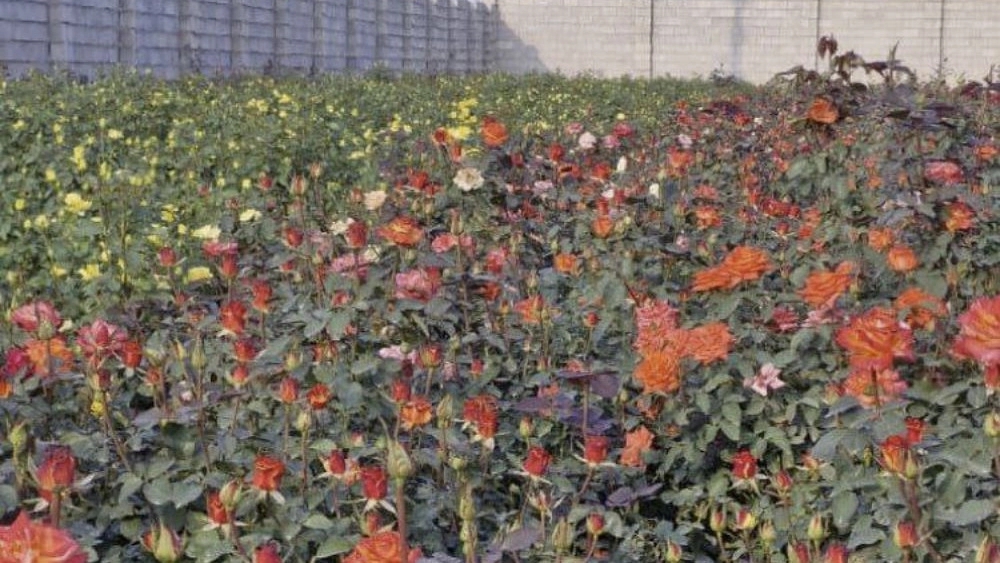 Buy colored Dutch roses at the best price
