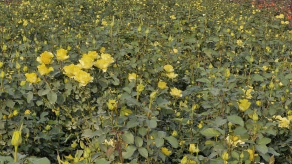 Selling Dutch roses, cut flowers, Khuzestan