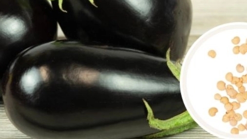 Khamsa agricultural services, sale of all kinds of fruit and summer seeds in Qazvin