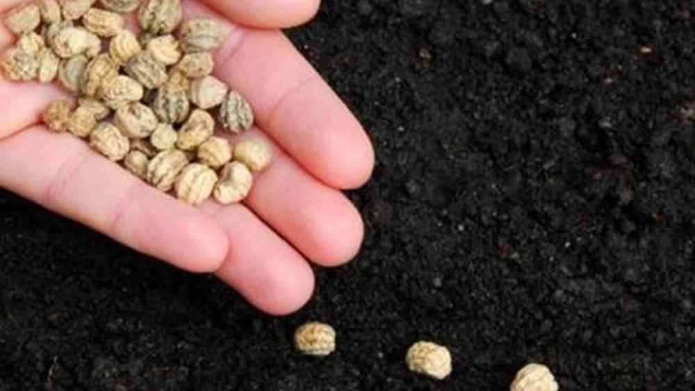 Growing seed store, sale and distribution of agricultural seeds in Gorgan
