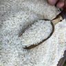 Kileh rice shop, selling all kinds of northern rice in Babylon, Mazandaran