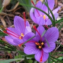 Ranjbar store, buying and selling saffron and saffron onions in Torbat Heydarieh