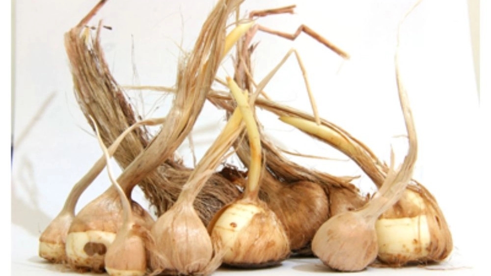Ranjbar store, buying and selling saffron and saffron onions in Torbat Heydarieh