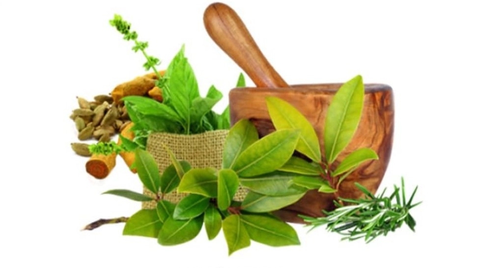 Attari Nabat, sale of medicinal and organic plants in Rasht