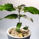 Abbas Zadeh nursery, selling grafted mango and citrus seedlings in Bam Kerman