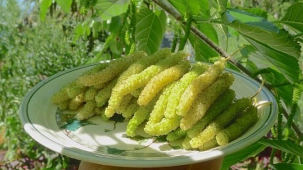 Abbas Zadeh nursery, selling grafted mango and citrus seedlings in Bam Kerman