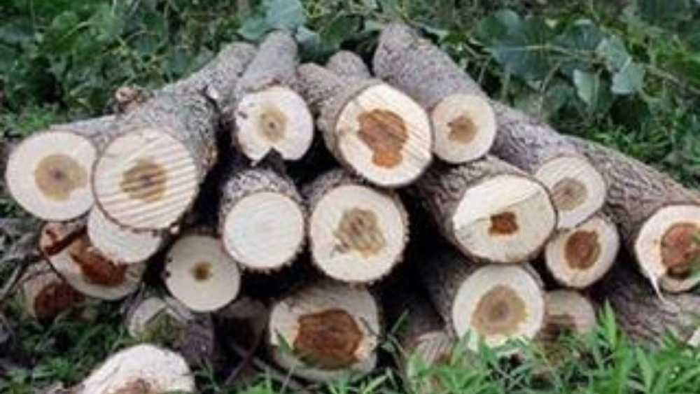 Arab wood industries, buying all kinds of fir, fig, mulberry wood in Amol