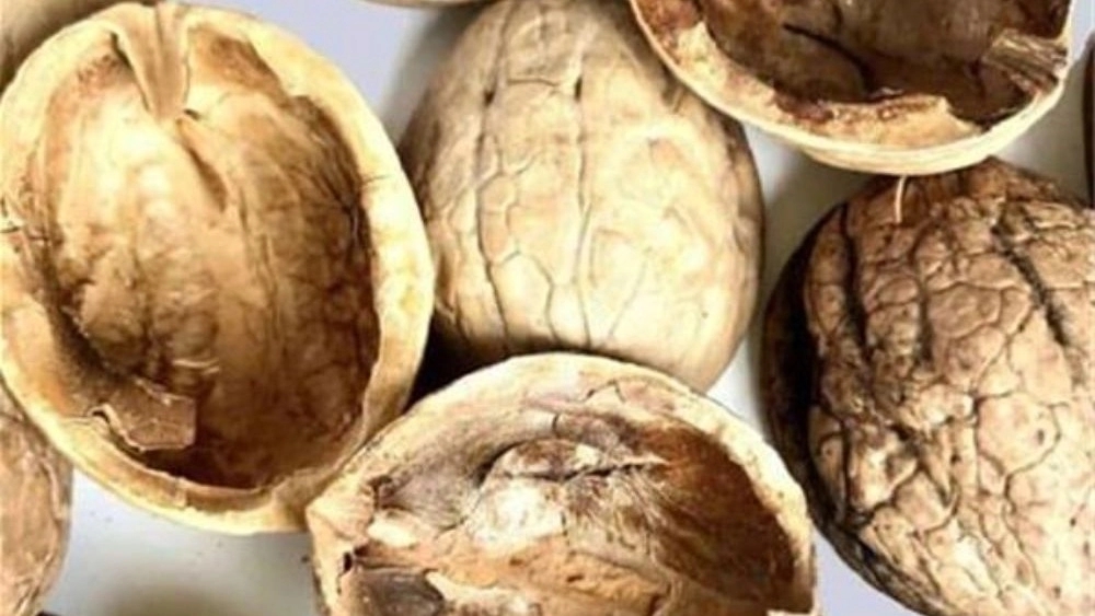 Hassanzade carbon factory, sale of almond and walnut shell carbon in Azarshahr