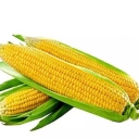 Worm fodder cobs, sale and distribution of cobs in Zanjan