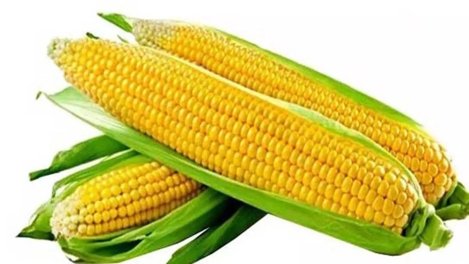 Worm fodder cobs, sale and distribution of cobs in Zanjan