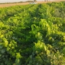 Green Nursery, Dasht Ghahrmani, sale of Iranian and foreign grape seedlings in Qazvin