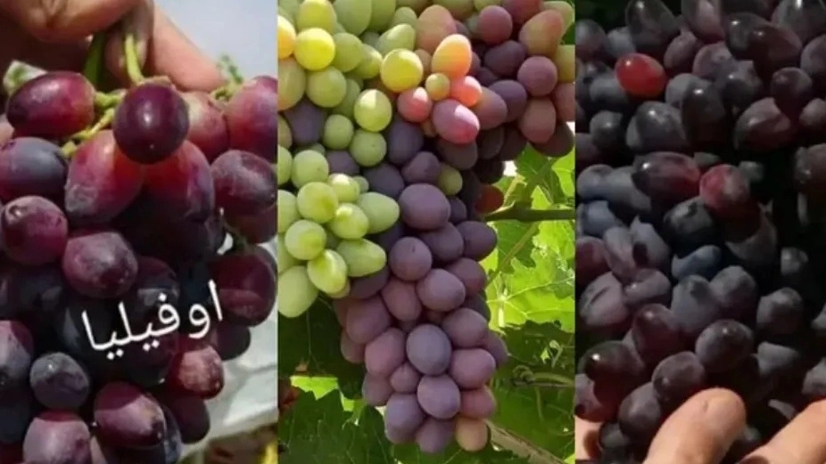 Green Nursery, Dasht Ghahrmani, sale of Iranian and foreign grape seedlings in Qazvin