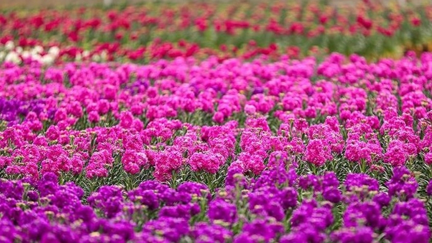 Shabbo Greenhouse, production and sale of seedlings and seeds and seasonal flowers in Isfahan