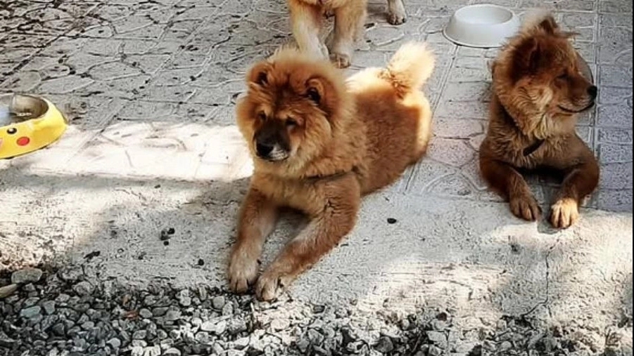 Eli's pet store, buying and selling Chow Chow dogs in Bomehen, Tehran