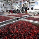 Bekam company, production of tartar and lavashk in East Azerbaijan
