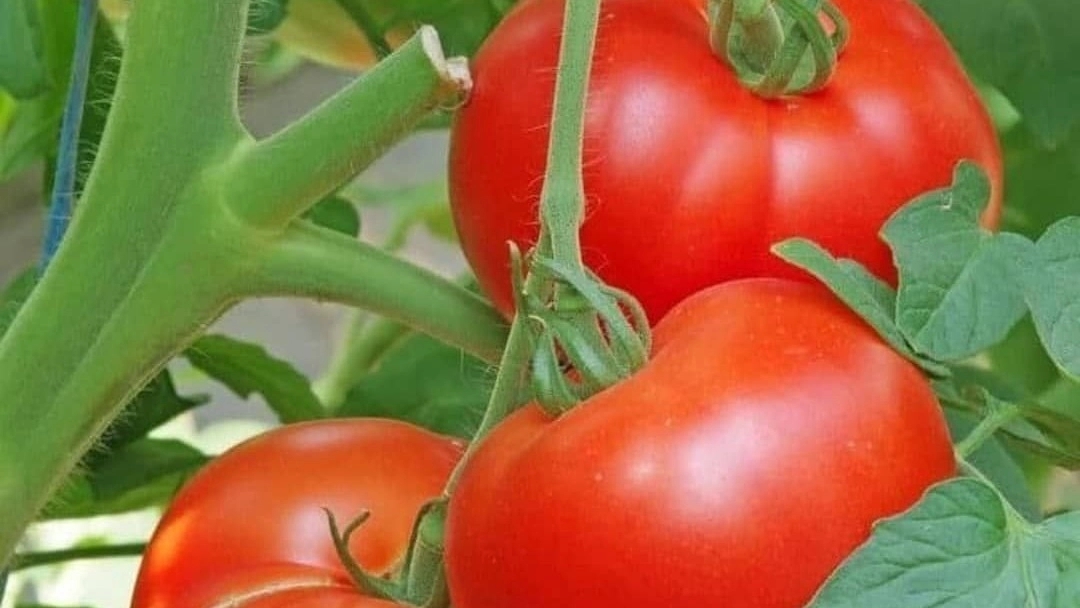 Syed Saeed Trading, supply and export of summer clothes in Khuzestan