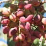 Javanroud Raziani nursery, sale of certified pistachio and almond seedlings in Kermanshah