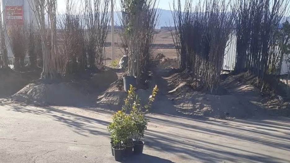 Zare's ruby ​​nursery, sale of juniper barberry and elderberry seedlings in Birjand