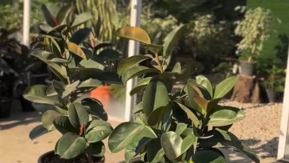 Novin Mehr Greenhouse, selling all kinds of houseplants in Mazandaran