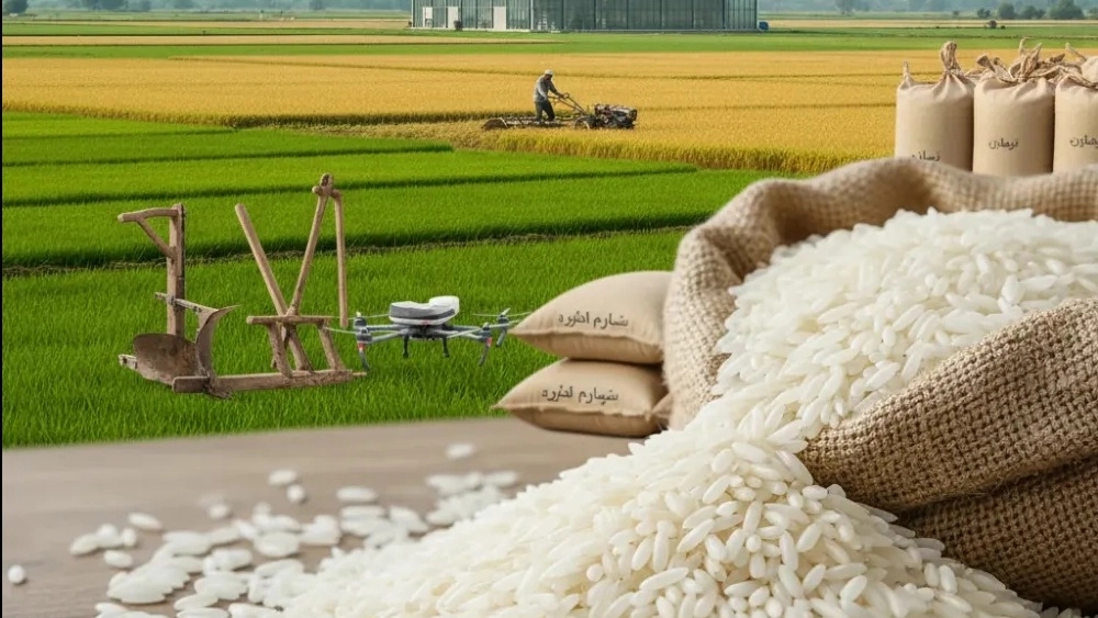 Mazandaran rice purchased directly from Seyed Sorting in the north of Iran