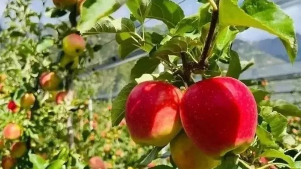 Sabz Garden Nursery, purchase of fruit and non-fruit fruit seedlings modified in Miandoab