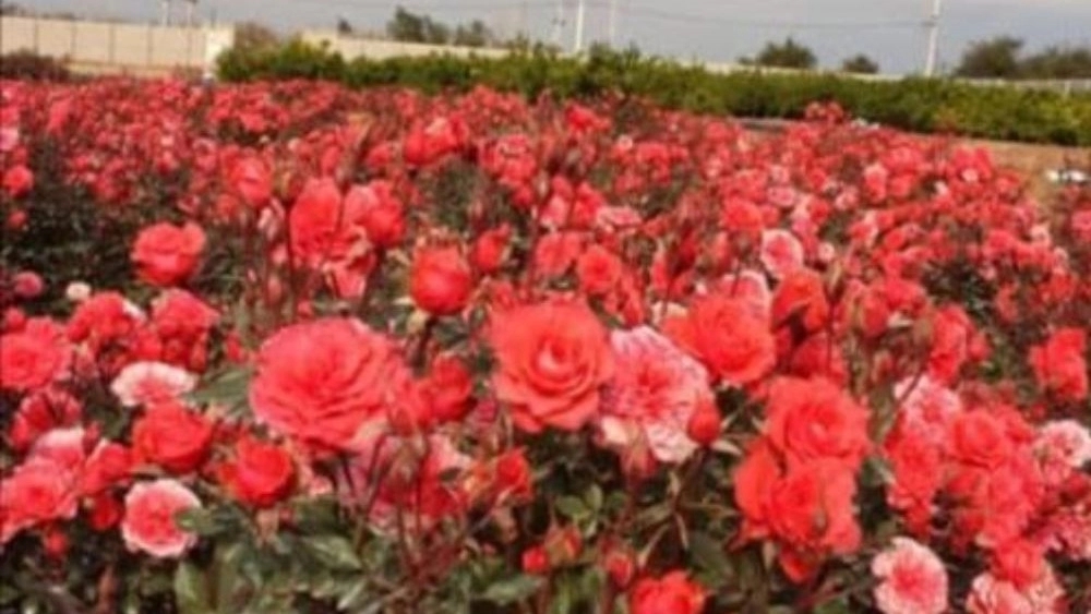 Production and sale of Dutch roses in Dezful at direct prices from the greenhouse