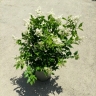 Ghanmi flower shop, selling all kinds of outdoor flowers in Chabaksar