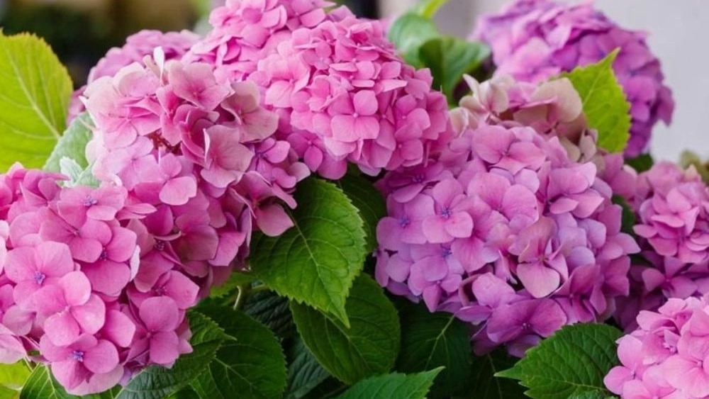 Ghanmi flower shop, selling all kinds of outdoor flowers in Chabaksar