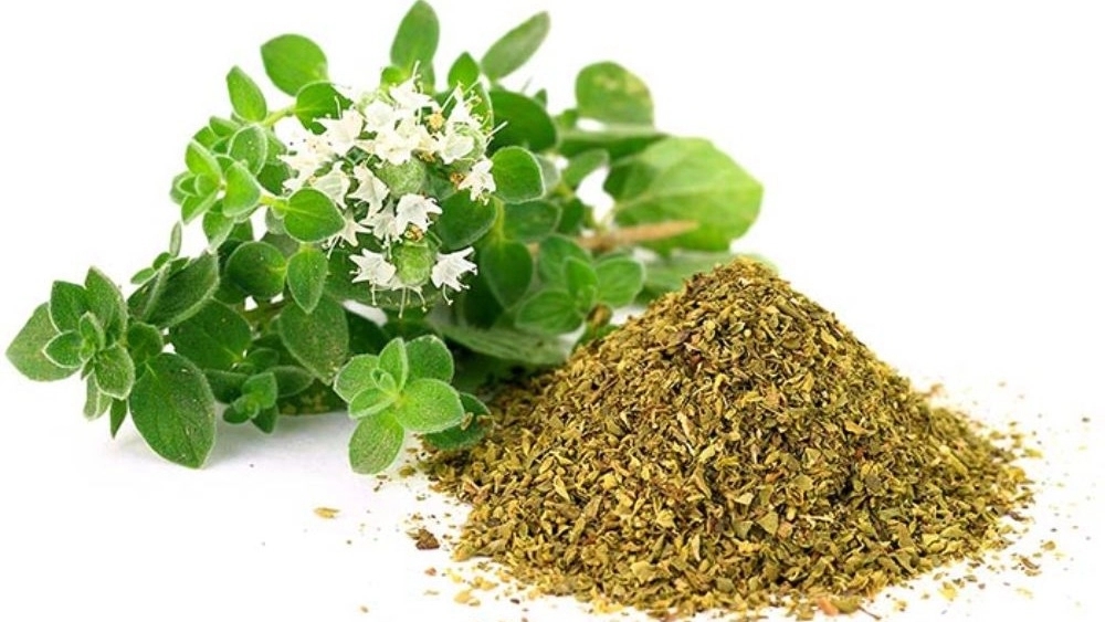 Zagros thyme, selling all kinds of medicinal plants in Gachsaran
