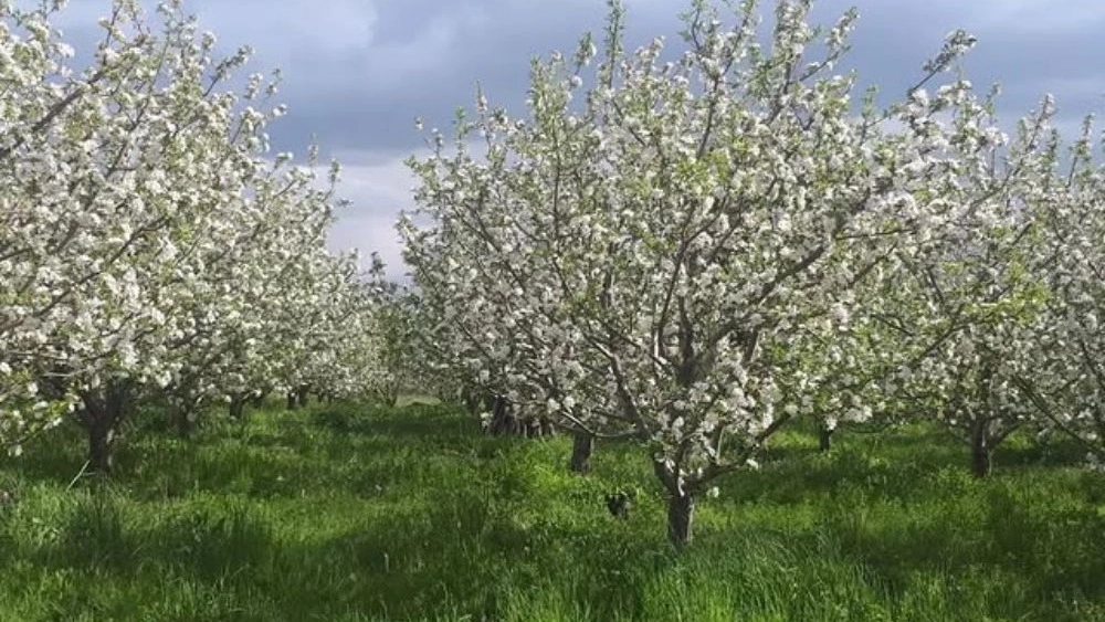 Yaqut Nishan Sahand apple trading, major export of apples in Maragheh, East Azerbaijan