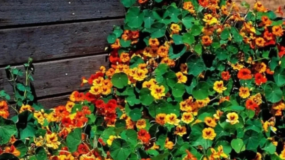 Flower and potting shop, selling all kinds of soil and fertilizer for apartment flowers in Tehran