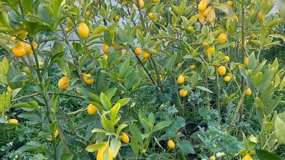 Nowrozi Nursery, sale of grafted black root citrus seedlings in Mazandaran