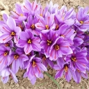 Akbari saffron, export and distribution of saffron in Neishabur