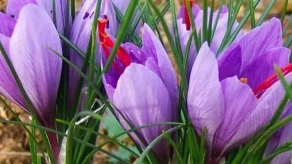 Akbari saffron, export and distribution of saffron in Neishabur