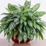 Flower and pot greenhouse 97, production and sale of apartment flowers and cactus in Langrod