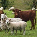 Worm animal husbandry, animal ration writing in Zanjan