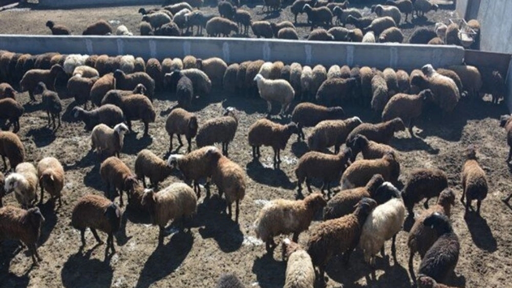 Worm animal husbandry, animal ration writing in Zanjan