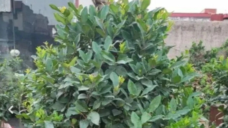 Omidian Nursery, production and sale of all kinds of flowers and plants in Sosangerd, Khuzestan