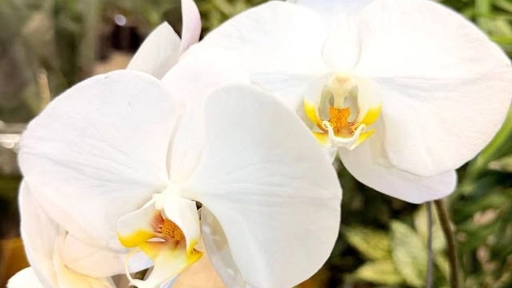 Gol Surprise, sale and distribution of apartment flowers and plants in Tehran