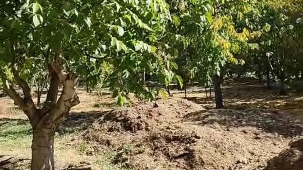 Grafting and propagation of seedlings with Reza, pruning walnut and fruit trees in Chaharmahal Bakhtiari