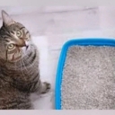 Melos cat litter, production of poultry litter and cat litter in Gonabad