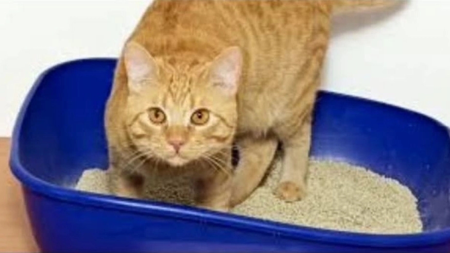 Melos cat litter, production of poultry litter and cat litter in Gonabad