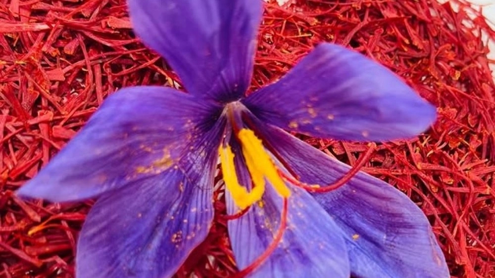 Pulse Karimi, export of pistachio saffron and pistachio nuts in Sabzevar