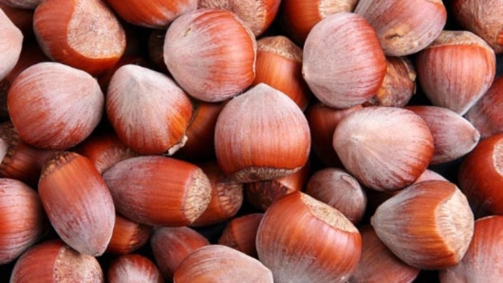 Asil Eshkur hazelnut store, selling all kinds of raw and roasted hazelnuts in Rasht