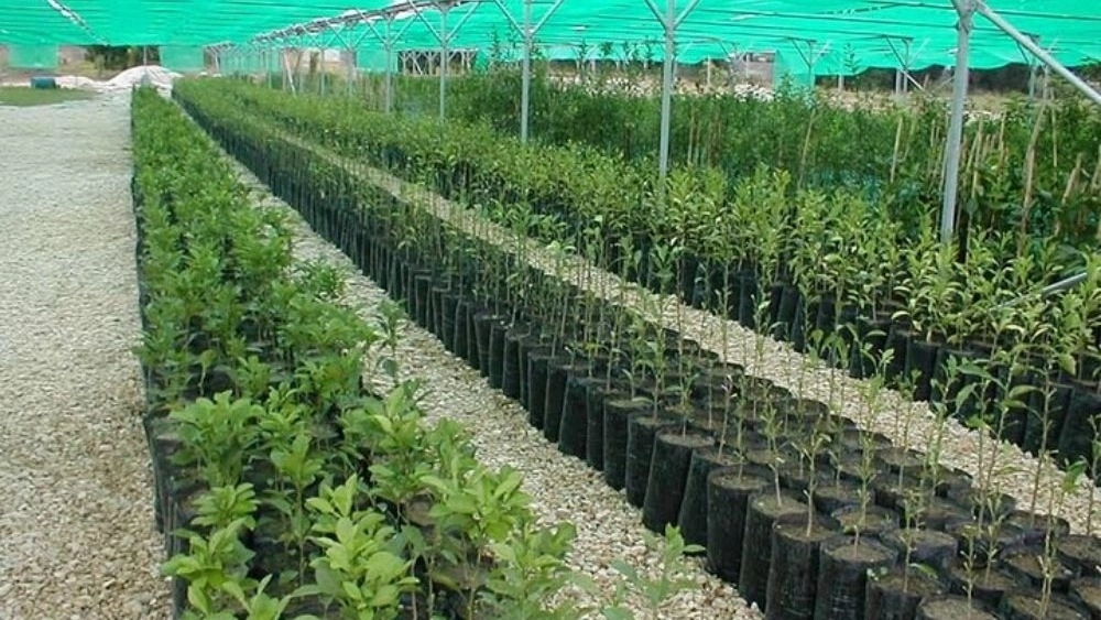 Mahdavi Nursery, sale of fruitful and non-fruitful seedlings in Miandoab
