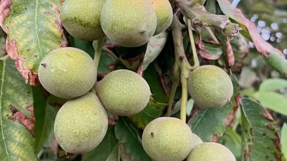 Zarineh Nursery, production and sale of fruit and walnut seedlings in Miandoab