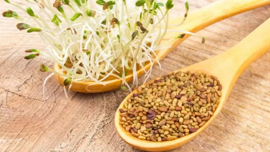 Nagin Bazar Jam company, selling alfalfa seeds in Mashhad