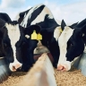 Sajjad Animal Feed, production and sale of livestock products in Qazvin