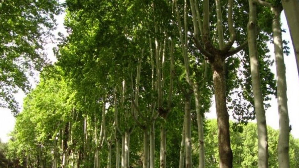 Amani Brothers Nursery, production of spruce and grape seedlings in Miandoab, West Azerbaijan